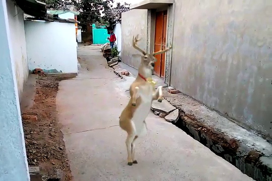 very funny video