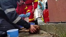 Massaggio cardiaco e respirazione “bocca-naso”: il pompiere salva la vita al cagnolino
