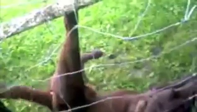 Un chien fait une surprise au policier qui l'a libéré