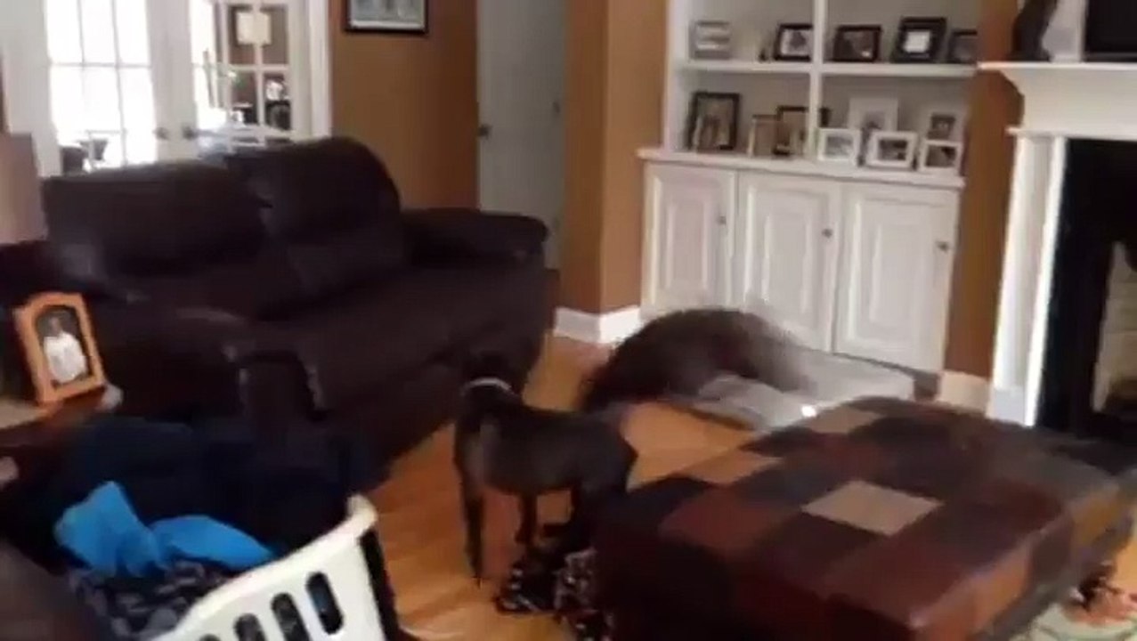 Un chien surexcité saute sur tous les canapés