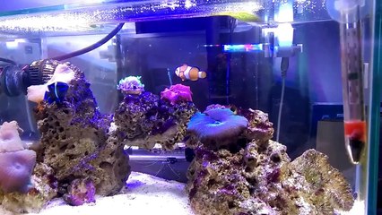 Salt Water fish tank - Nemo and Dori look alike :)