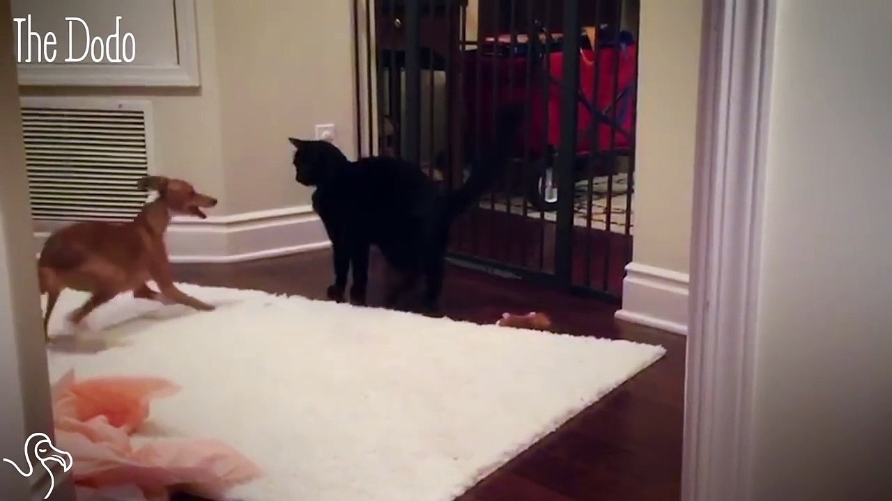 This Little Dog Has So Much Energy