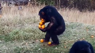 Nothing Will Keep This Chimp Away From His Favorite Snacks