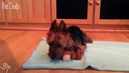 This Dog Has A Serious Case Of The Mondays