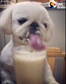 Dog Slurps His Smoothie