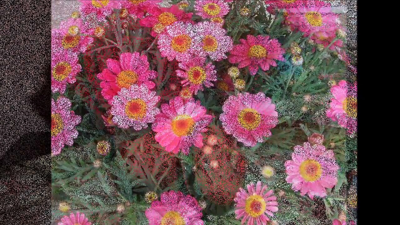 Floralies d'Amour