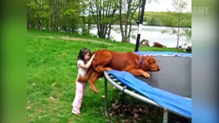 Dummy Dogs || "Dog Fails" By FailArmy
