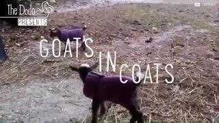 Goats In Coats