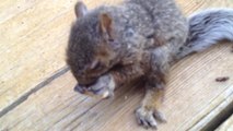 Feeding a lost and hungry baby squirrel