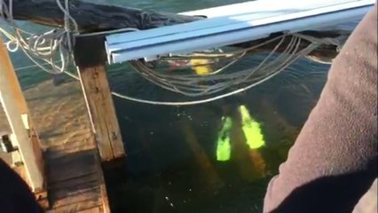 La Dame Jeanne a coulé à Cognac