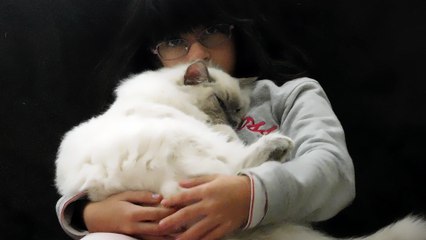 MIKO, digne ragdoll de 6 mois et demi