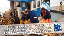 Pour les fêtes, 8 tonnes de coquilles Saint-Jacques sont pêchées par jour à Saint-Malo