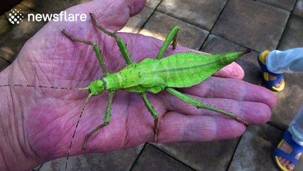 Bizarre leaf insect explores man's hand