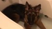 German Shepherd puppy robs owner of bath time