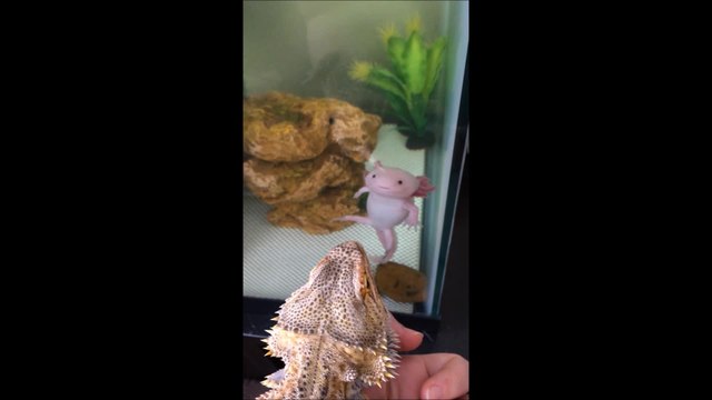 Lizard bonds with critically endangered salamander