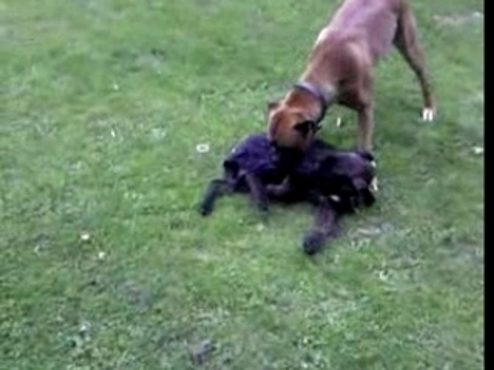 Benzo & Calinka 2