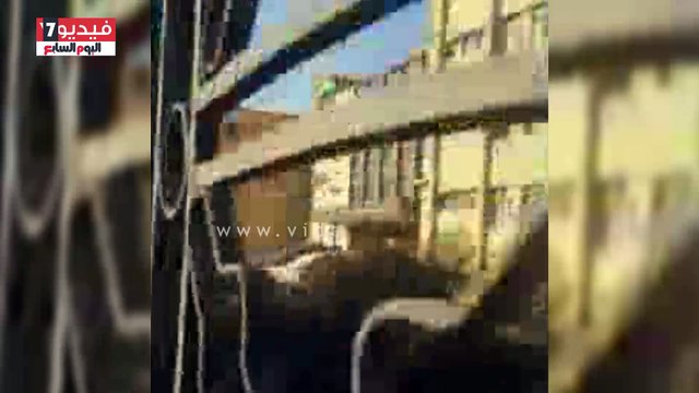 بالفيديو.. تحول 3 مبان لكلية الدراسات الإسلامية بالخانكة لمأوى للكلاب الضالة بعد أن تكلفت الملايين