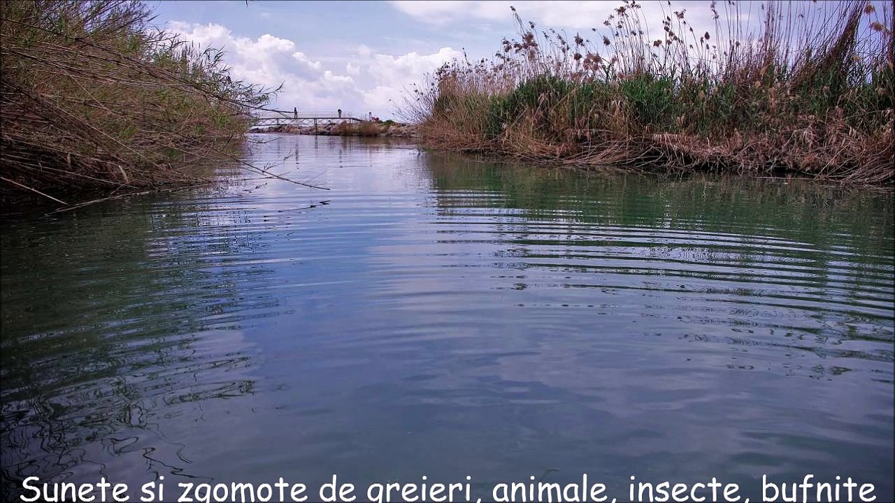 Sunete și zgomote de greieri, animale, insecte, bufnite si apa curgătoare