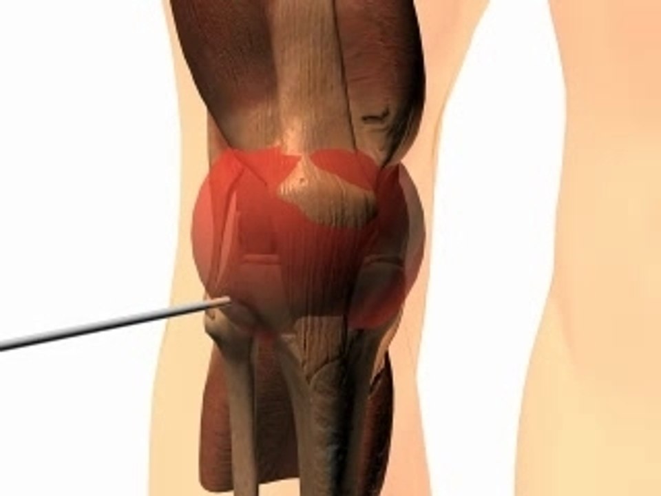 Animation 3D / Lombaire / Genou / SCIENCE