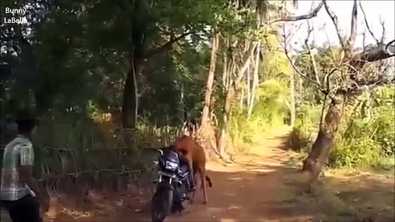 Mating FAIL Compilation 2014 ★ Pigs & Cows (18+) - الحيوانات الجنس