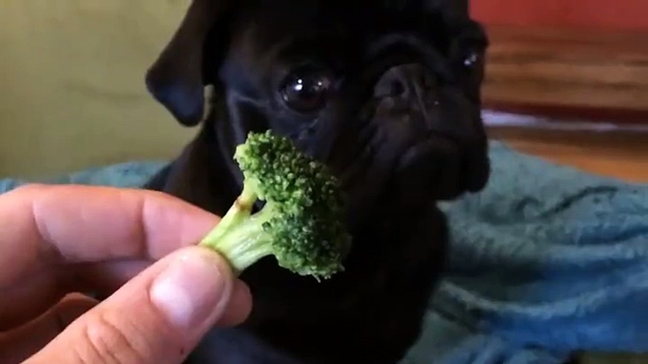 Priceless...Pugs broccoli reaction is priceless!