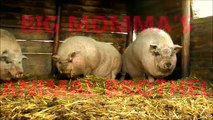 ★ Pigs gone to the dogs - Animals in SHAME
