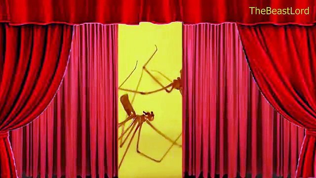 Animal SEX Show (18+) - Mating animals life on stage - सेक्स जानवरों - الحيوانات الجنس