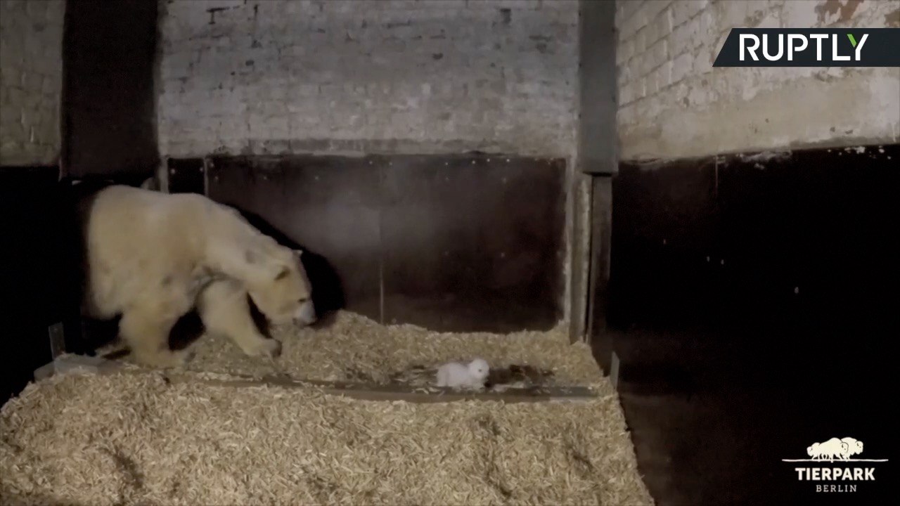 Polar Bear Cub Tries to Take His First Steps as Mum Watches On