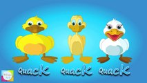 Six Little Ducks That I Once Knew Nursery Rhyme | Rhymes and Songs For Children