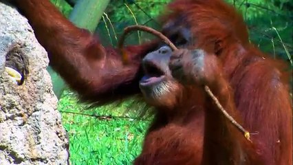 Animal Atlas, Animal Populations