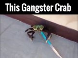 This gangster crab will f_ck you up!