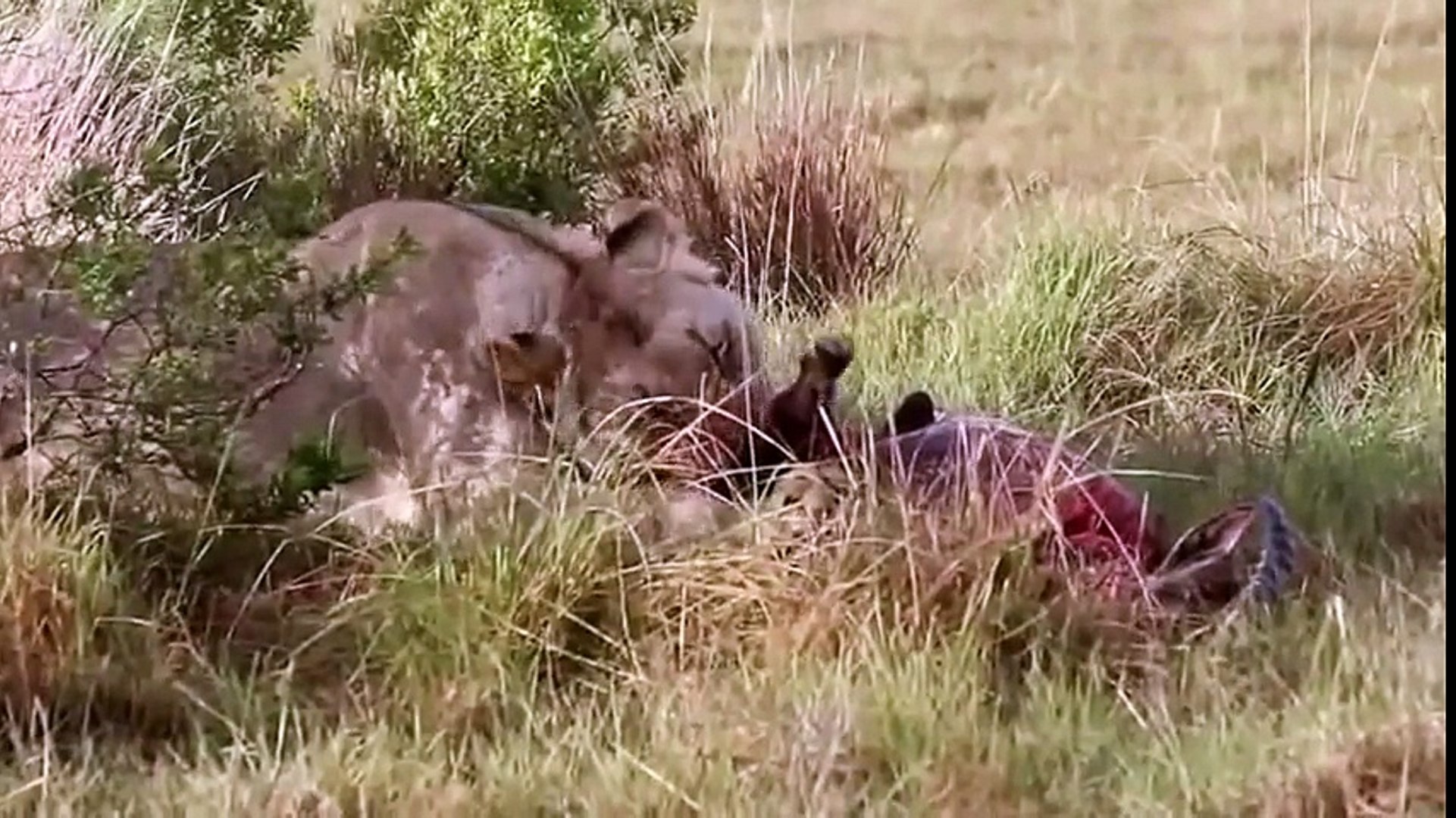 حياه الاسود فى الغابة اروع فيديو ممكن تشوفه عن الاسود و الصراع من