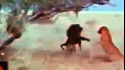 عندما تصبح الأسود والنمور فريسة الحيوانات