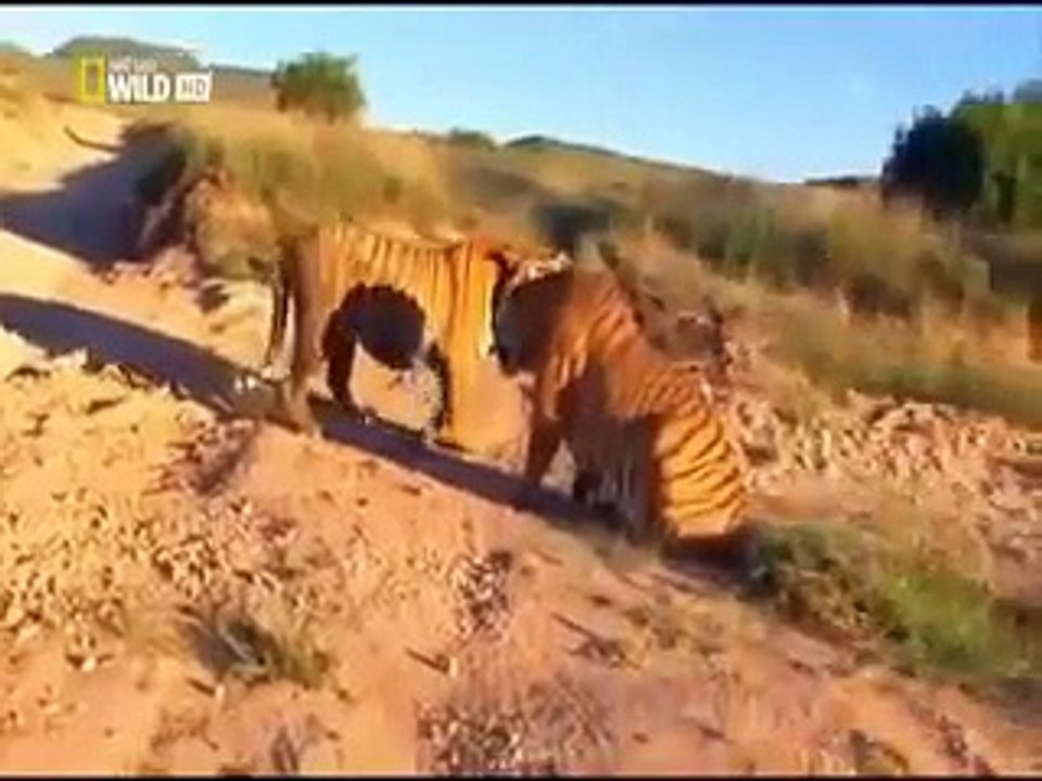 قتال حتى الموت بين نمرين   اشرس قتال بين الحيوانات المفترسة   لن تصدق ما ستراه ولن تندم على المشاهدة