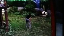 لأول مرة حيوان الباندا يهاجم زائراً دخل حظيرته