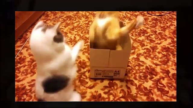 adorable cats playing tricks on each other!!