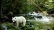 Rare spirit bear lured out of the forest by salmon spawning