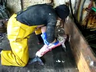 Killer  shark requin