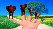 Finger Family || CROCODILE v/s ELEPHANT Version || Children Animated 3D Rhymes by nursery rhymes