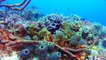 World's Best Diving: Dive Paradise