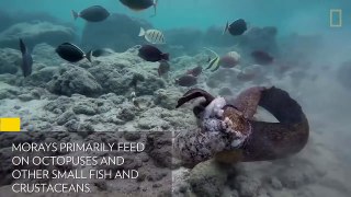 Eel vs. Octopus, Then Eel vs. Cameraman - National Geographic