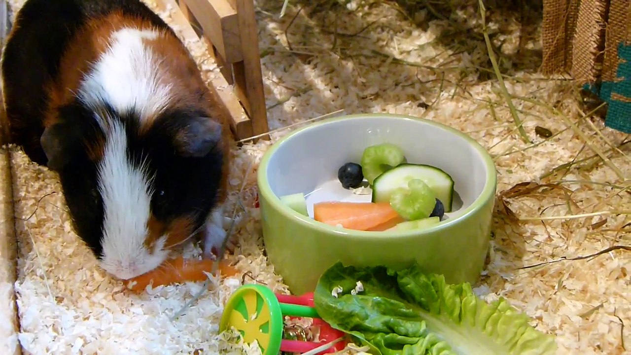 Crazy Jasper, New Website & Veggies   Vlog