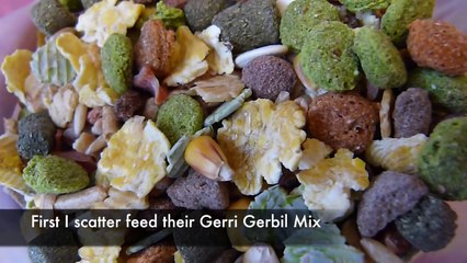 Daily Gerbil Routine   December 2014