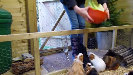 Daily Guinea Pig Routine