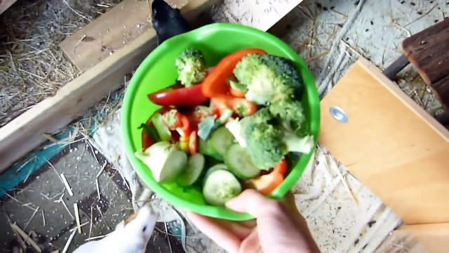 Daily Pet Routine Guinea Pigs, Hamster, Rabbits & Gerbils!