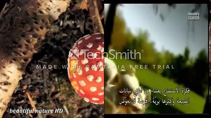خطوات زراعة البتون مشروم-Steps Agaricus .is mushroom cultivation