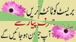 How To Increase Breast Size Home Remedies Tips in Urdu
