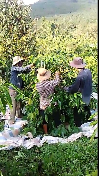 coffee harvest that dances - vietnam