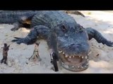 Peckish Alligator Chomps Han Solo Action Figure