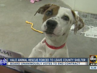HALO animal rescue forced to leave building, needs to move animals